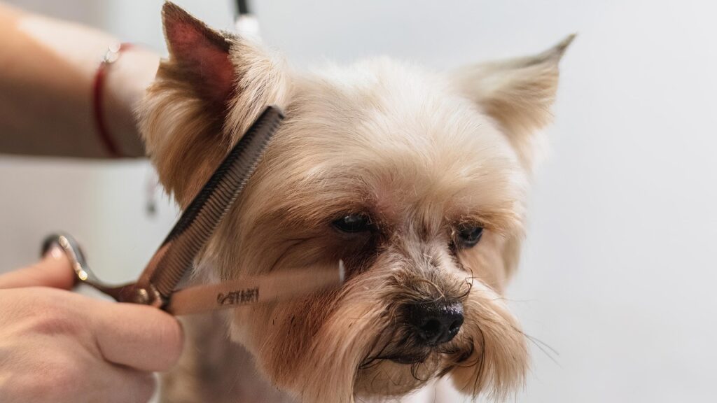 dog, grooming, professional, haircut, nature, animal, pet care, pet, canine, dog haircut, domestic animal