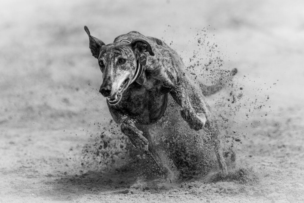 dog, animal, running, hunting, nature, pet, rush