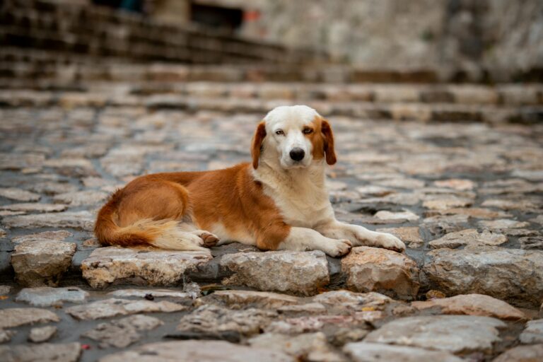 Charming ginger dog lying on cobblestone pavement. Perfect for pet and outdoor themes.