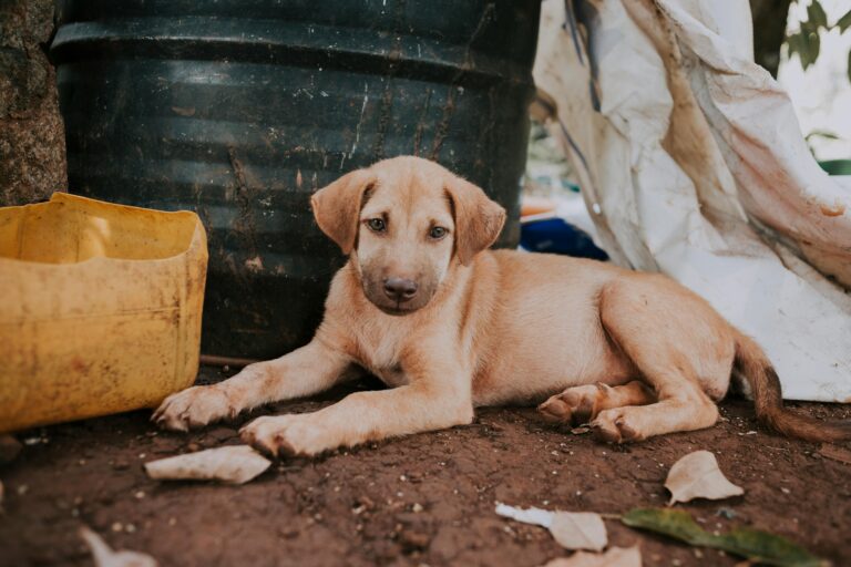 A stray puppy resting in a neglected urban area, seeking care and shelter.