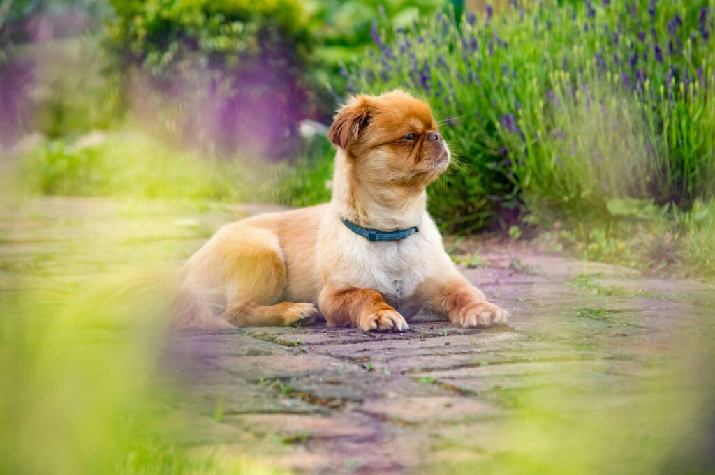 Adorable brown Pekingese dog lounging outdoors on a garden pathway.