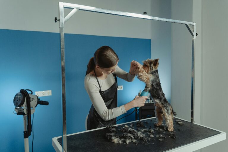 A groomer trims a Yorkshire Terrier's fur in a professional grooming salon.