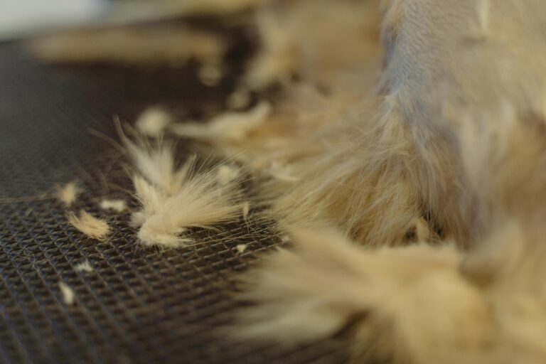 Detailed image of animal fur during a grooming session, showcasing texture and color.