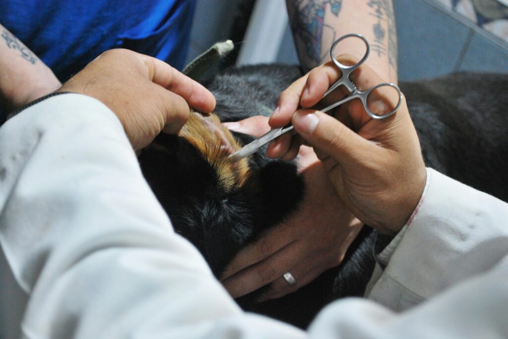 Veterinarian carefully examining a dog's ear during a routine check-up at a clinic.
