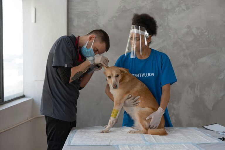 Veterinarian and volunteers performing a check-up on a dog at a clinic.